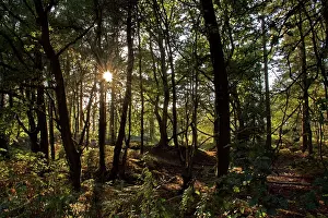 Surrey: 80190176 Sunlight - through trees in forest Surrey