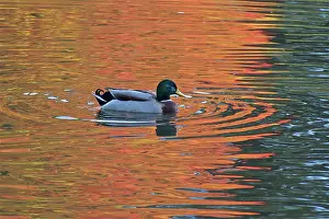 Robin Boswell: 80190177 Mallard - male in water with colour reflections