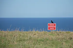 Crow: 80190178 Carrion Crow - on Beware Dangerous Cliffso