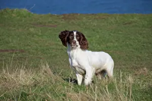 Springer: 80190179 Dog - Springer Spaniel - running in field