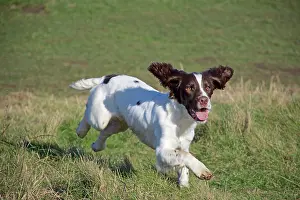 Springer: 80190180 Dog - Springer Spaniel - running in field