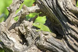 Rhin: 80190187 Sand Lizard - adult male Bas Rhin, France