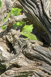 Rhin: 80190188 Sand Lizard - adult male Bas Rhin, France