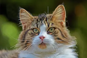 Watson: 80190191 Cat Alpes-Maritimes, France M. Watson All