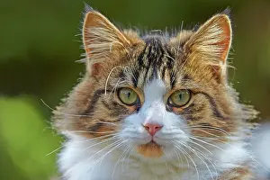 Watson: 80190192 Cat Alpes-Maritimes, France M. Watson All