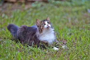 Watson: 80190193 Cat Alpes-Maritimes, France M. Watson All