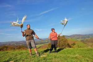 Pigeons: 80190194 Wood Pigeon Hunting - scaring pigeons to
