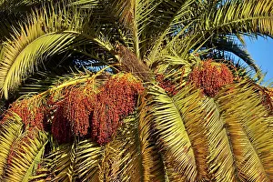 Maritimes: 80190195 Palm Tree with fruit Alpes-Maritimes