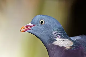Pyrenees: 80190196 Wood Pigeon Basque Country, Pyrenees, France