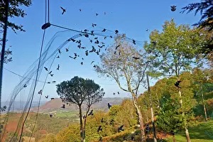 Nets: 80190200 Wood Pigeon Hunting - with nets Basque