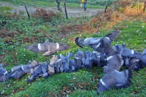 Nets: 80190202 Wood Pigeon Hunting - with nets Basque