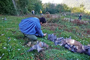 Nets: 80190203 Wood Pigeon Hunting - with nets Basque