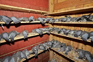 Pigeon: 80190207 Wood Pigeon Hunting - dead birds Basque