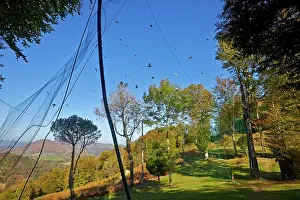 Nets: 80190209 Wood Pigeon Hunting - with nets Basque