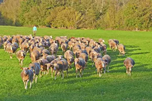 Pyrenees: 80190212 Sheep - flock Basque Country, Pyrenees