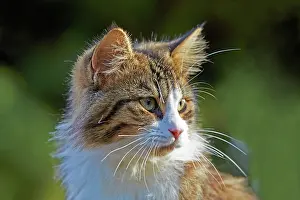Watson: 80190213 Cat Alpes-Maritimes, France M. Watson All