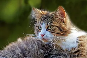 Watson: 80190214 Cat Alpes-Maritimes, France M. Watson All