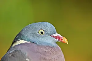 Pyrenees: 80190215 Wood Pigeon Basque Country, Pyrenees, France