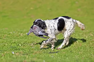 Pigeon: 80190216 Dog - Spaniel with wood pigeon in mouth
