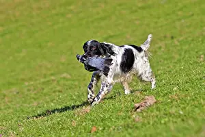 Pigeon: 80190217 Dog - Spaniel with wood pigeon in mouth