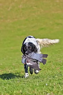Pigeon: 80190218 Dog - Spaniel with wood pigeon in mouth