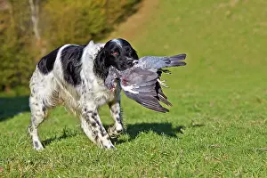 Pigeon: 80190219 Dog - Spaniel with wood pigeon in mouth