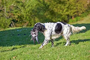 Pigeon: 80190220 Dog - Spaniel with wood pigeon in mouth