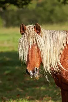 Basque: 80190224 Basque Horse / Pottok in meadow Basque