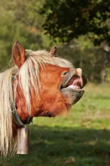 Basque: 80190225 Basque Horse / Pottok in meadow - flehmen
