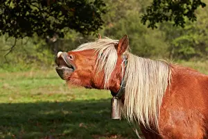 Basque: 80190226 Basque Horse / Pottok in meadow - flehmen
