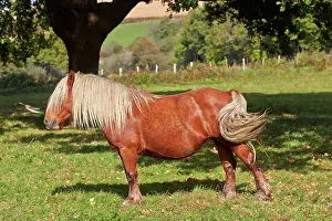 Basque: 80190227 Basque Horse / Pottok in meadow Basque