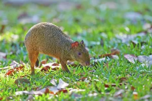 Agouti: 80190229 Azara's Agouti Pantanal area, Mato Grosso