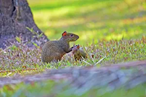 Agouti: 80190230 Azara's Agouti - mother and baby Pantanal
