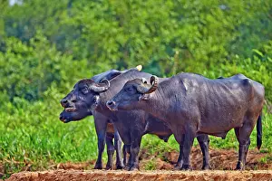 Buffalo: 80190231 Water Buffalo / Domestic Asian Water Buffalo