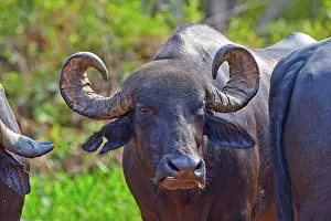 Buffalo: 80190232 Water Buffalo / Domestic Asian Water Buffalo