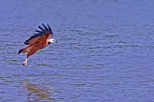 Collared: 80190234 Black-collared Hawk - in flight fishing