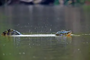 Caiman: 80190237 Yacare Caiman - marking territory by making