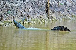 Caiman: 80190238 Yacare Caiman - marking territory by making