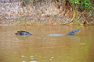 Caiman: 80190239 Yacare Caiman - marking territory by making