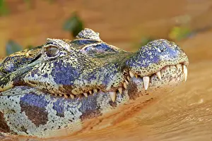 Caiman: 80190240 Yacare Caiman Pantanal area, Mato Grosso