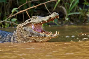 Caiman: 80190241 Yacare Caiman Pantanal area, Mato Grosso