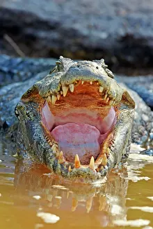 Caiman: 80190242 Yacare Caiman Pantanal area, Mato Grosso