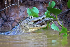 Caiman: 80190243 Yacare Caiman - with fish prey Pantanal