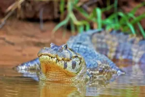 Caiman: 80190244 Yacare Caiman Pantanal area, Mato Grosso