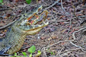 Caiman: 80190245 Yacare Caiman - with fish prey Pantanal