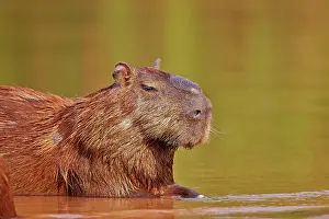 Largest: 80190246 Capybara - (largest rodent in the world)
