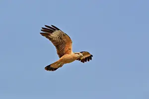 Caracara: 80190247 Yellow-headed Caracara - in flight Pantanal
