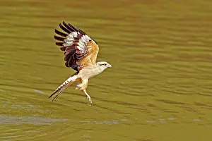 Caracara: 80190248 Yellow-headed Caracara - in flight fishing