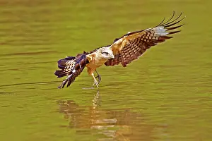 Caracara: 80190249 Yellow-headed Caracara - in flight fishing