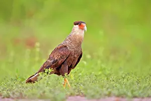 Caracara: 80190250 Crested Caracara - adult Pantanal area